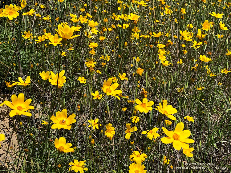 Bigelow coreopsis (Leptosyne bigelovii) along the Marr Ranch Trail. April 23, 2020.