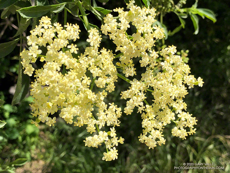 Elderberry (Sambucus nigra) has very sweet-smelling flowers. Las Llajas Canyon, April 28, 2020.