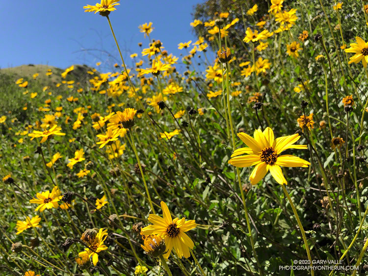 Bush sunflower (Encelia californica) in Las Llajas Canyon. May 5, 2020.