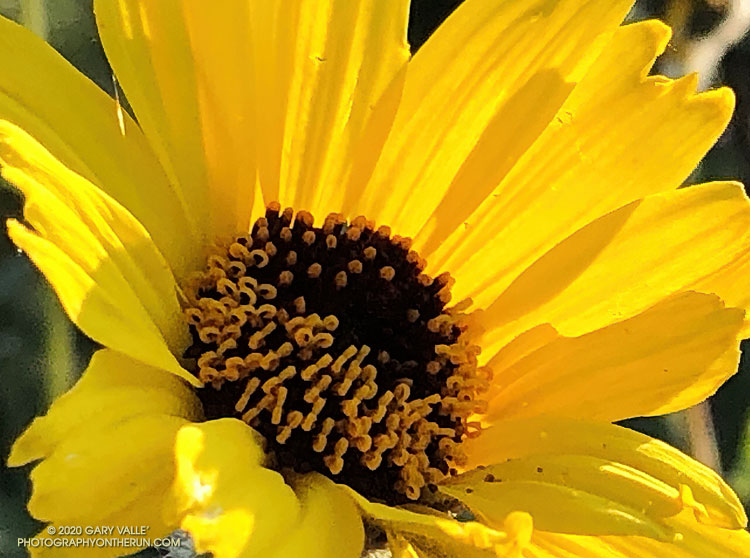 A closer view of the disk flowers and styles of the bush sunflower (Encelia californica). April 26, 2020.