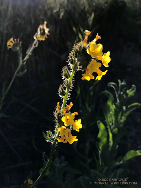 Fiddleneck (Amsinckia intermedia) along a path to the east of Las Llajas Canyon. April 26, 2020.