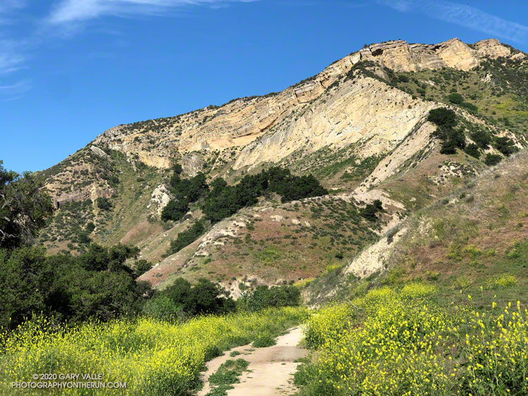 Mustard in Las Llajas Canyon.