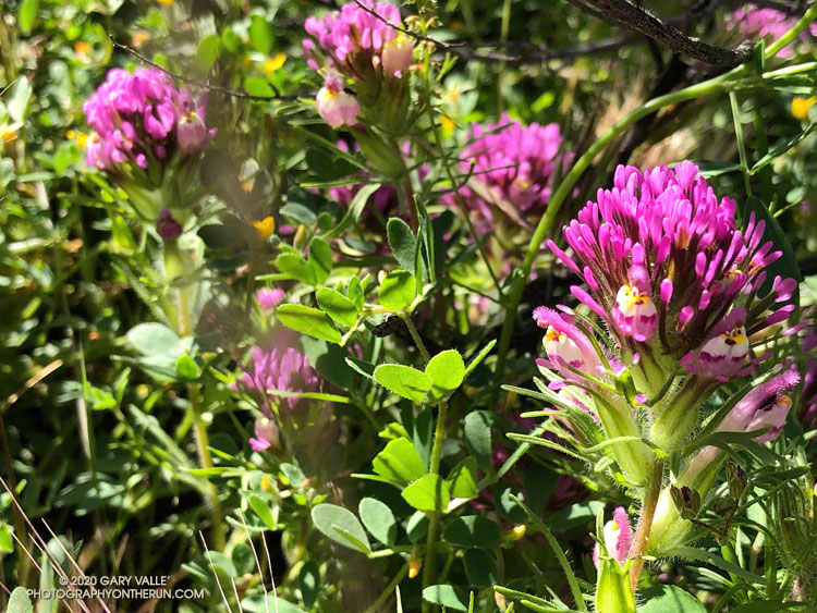 A closer look at the flowers of owl's clover (Castilleja exserta), near the Marr Ranch Trail. April 23, 2020.