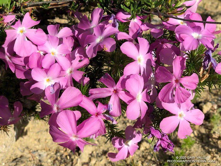 Prickly phlox (Linanthus californicus) near Peak 2717, west of Rocky Peak Road. April 26, 2020.