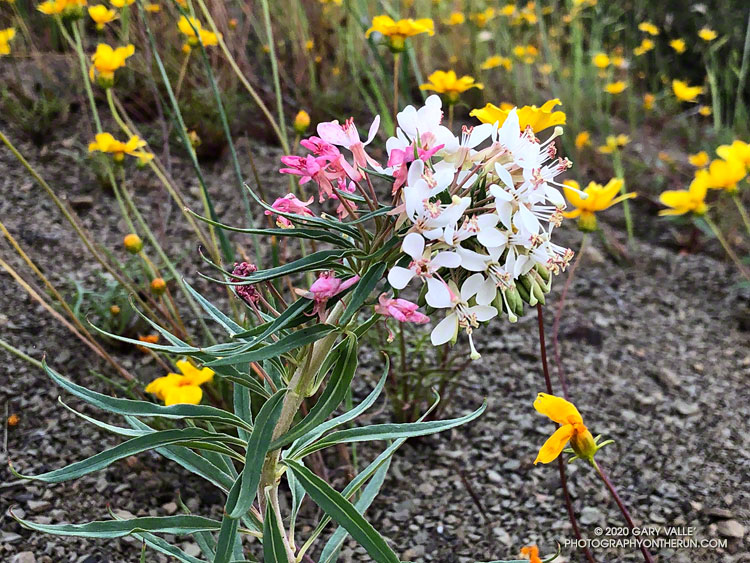 Shredding primrose (Eremothera boothii) along a path on the east side of Las Llajas Canyon. The yellow flowers are Coreopsis. April 26, 2020.