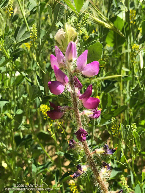 The prickly stem and leaves of this stinging lupine (Lupinus hirsutissimus) look potentially painful, but I have not personally investigated the intensity of the sting. Las Llajas Canyon, April 28, 2020.