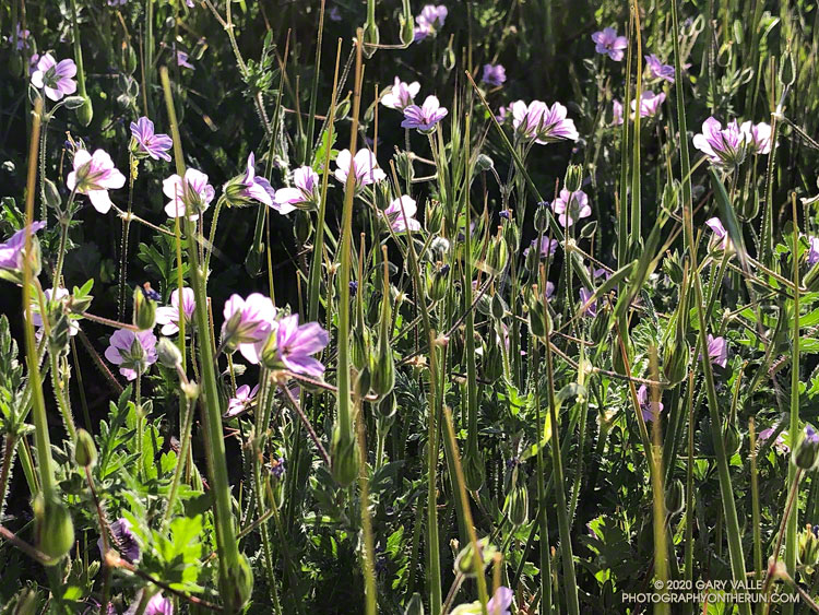 Storkbill filaree (Erodium brachycarpum), a widespread invasive.  April 26, 2020.