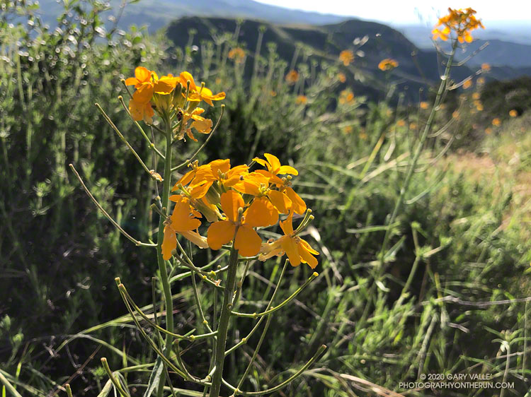 Western wallflower (Erysimum capitatum) near Peak 2717, west of Rocky Peak Road. April 26, 2020.