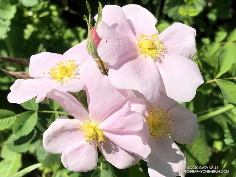 California wild rose (Rosa californica) near the start of  Las Llajas Canyon Trail.