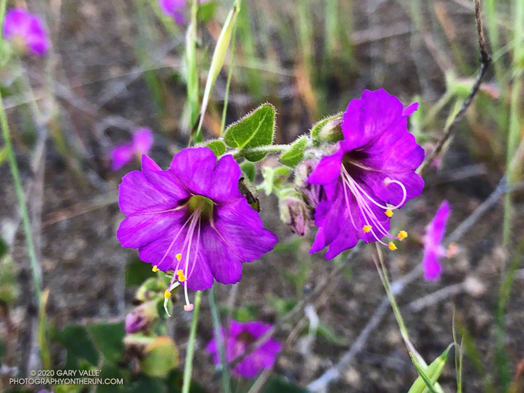 Wishbone bush (Mirabilis laevis var. crassifolia) along a path on the east side of Las Llajas Canyon. April 26, 2020.