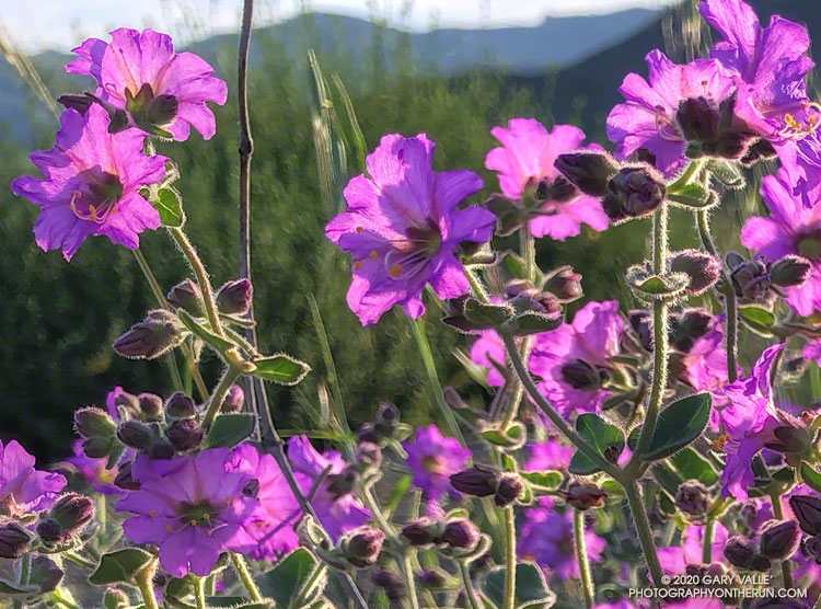 Note the wishbone-like fork in the stems of wishbone bush on the right side of the photo.