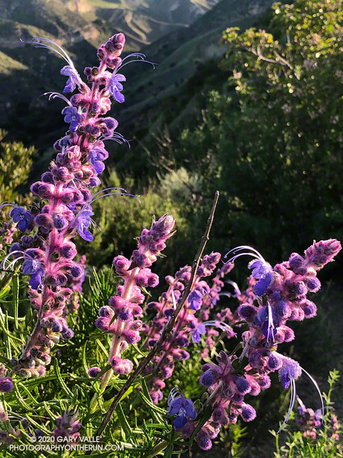 A closer look at the flowers of woolly blue-curls (Trichostema lanatum). April 26, 2020.
