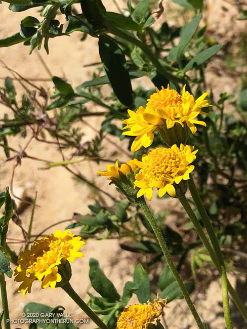 Yellow chaenactis (Chaenactis glabriuscula) along the Coquina Mine Trail. With just a quick glance you might mistake yellow chaenactis for golden yarrow. April 23, 2020.