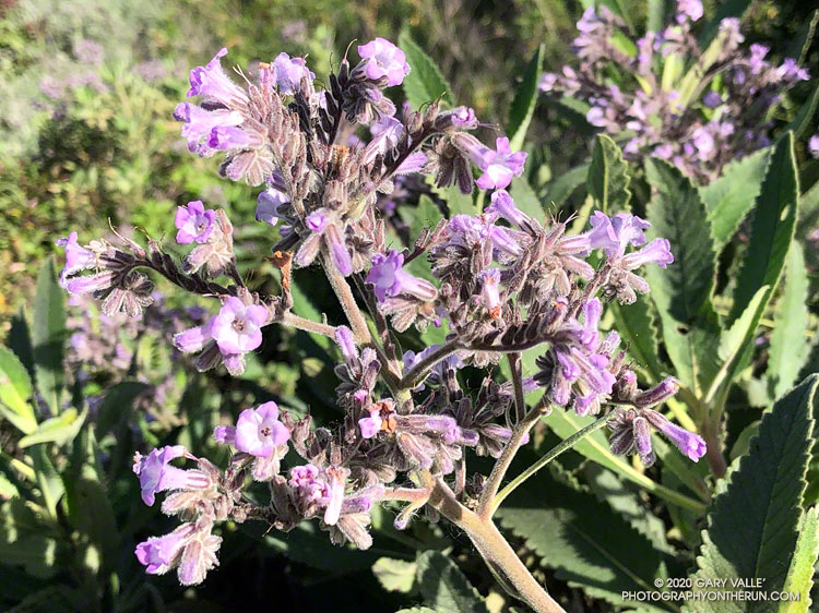 Thick-leaf yerba santa is a aromatic plant of the Southern California chaparral. It is in the same genus (Eriodictyon) as the notorious, rash-inducing Poodle-dog bush (a fire-follower), but has not been reported to cause dermatitis. Las Llajas Canyon, April 26, 2020.