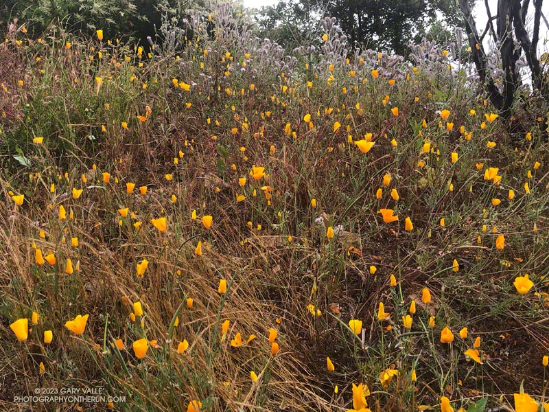 California poppies along the Old Boney Trail, just past the Cabin Trail junction. May 21, 2023.