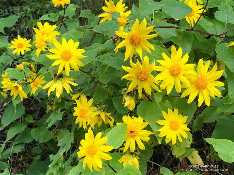 Canyon sunflowers along Sycamore Canyon Fire Road.  May 21, 2023.