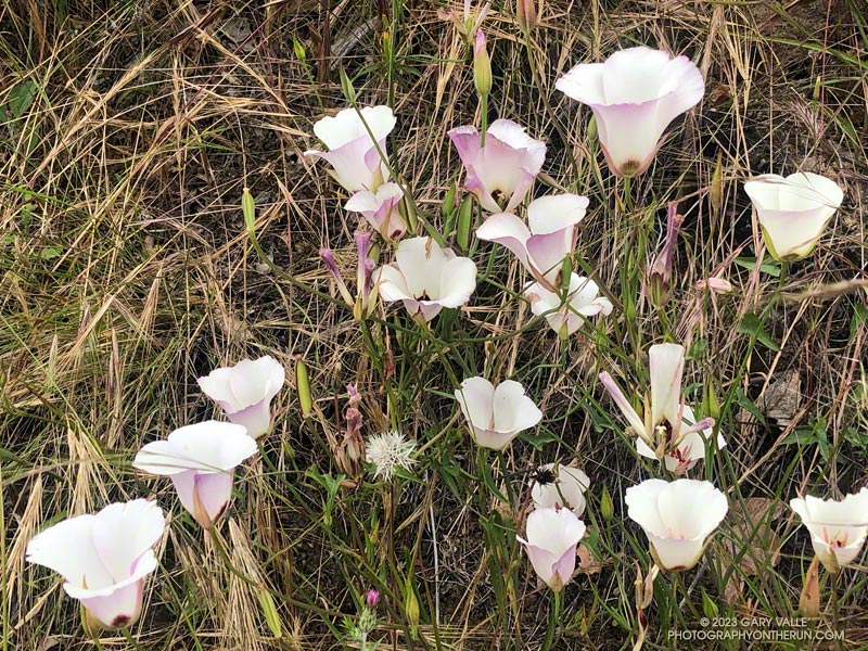 Catalina mariposa lillies growing along Sycamore Canyon Fire Road.  May 21, 2023.