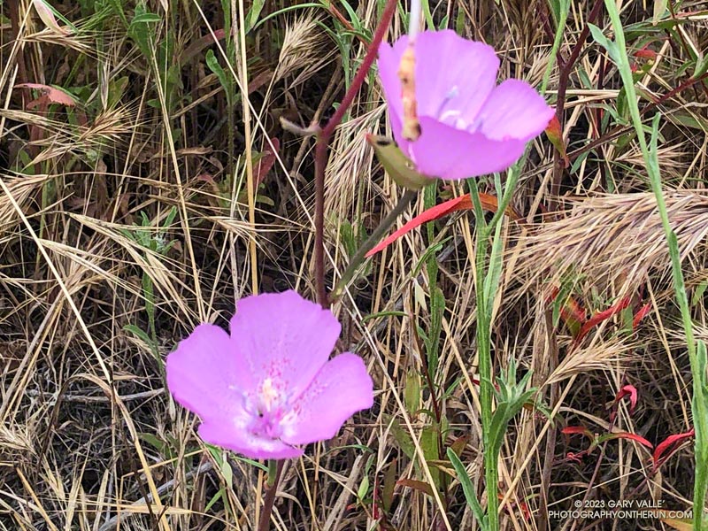 Speckled Clarkia along Sycamore Canyon Fire Road.  May 21, 2023.