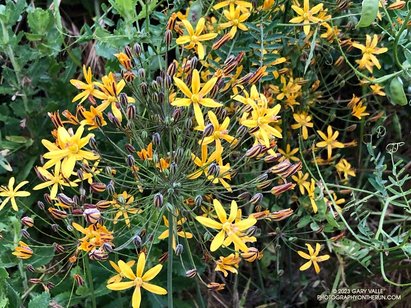 Golden stars (Bloomeria crocea) along the Satwiwa windmill trail. May 21, 2023.