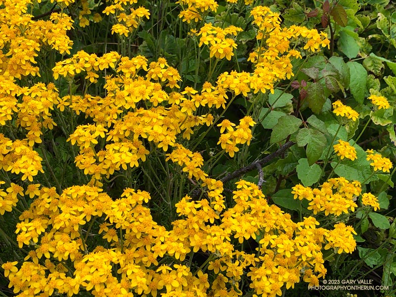 Golden yarrow mixed with poison oak. May 21, 2023.