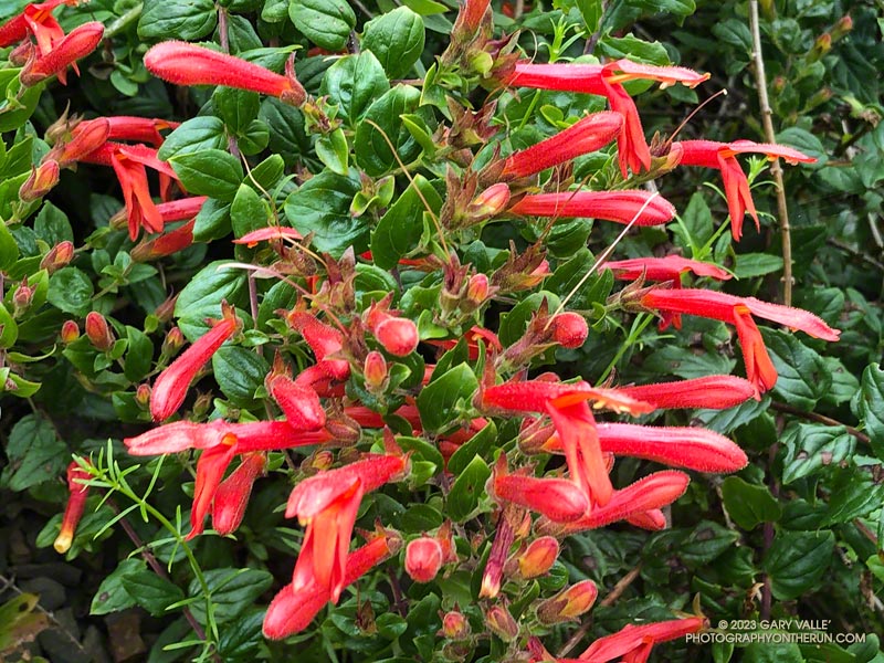 Heart-leaved Penstemon along the Upper Sycamore Trail. May 21, 2023.