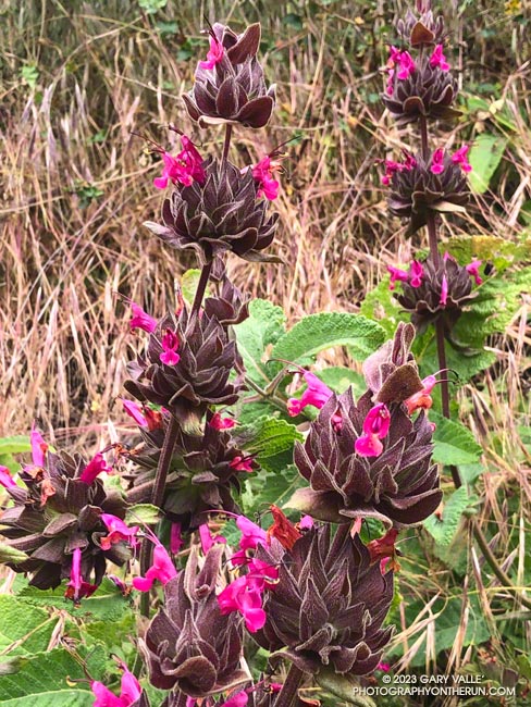 Hummingbird sage along Sycamore Canyon Fire Road.  May 21, 2023.