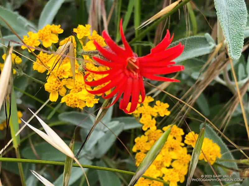 Indian pink and golden yarrow along Sycamore Canyon Fire Road.  May 21, 2023.