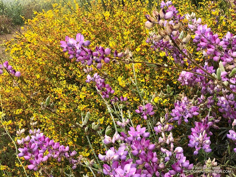 Lupine -- probably silver lupine -- with deerweed as a backdrop. May 21, 2023.