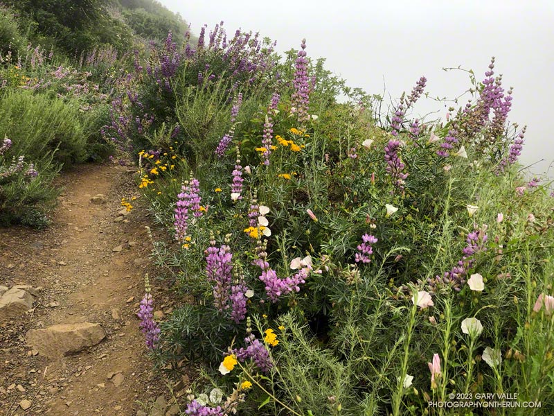 Lupine, golden yarrow, and morning glory on the initial climb up the Old Boney Trail. May 21, 2023.