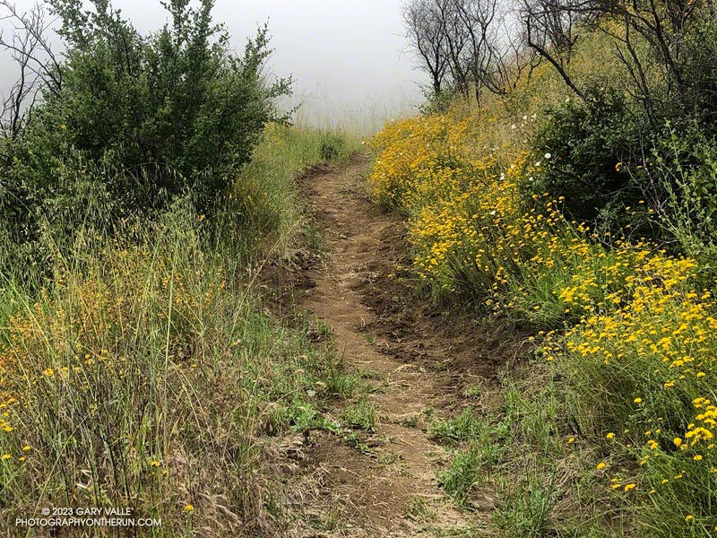 Trailwork on the Old Boney segment of the Backbone Trail, climbing out of Blue Canyon. May 21, 2023.