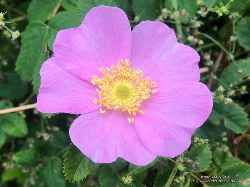 Wild rose along the Serrano Canyon Trail. May 21, 2023.