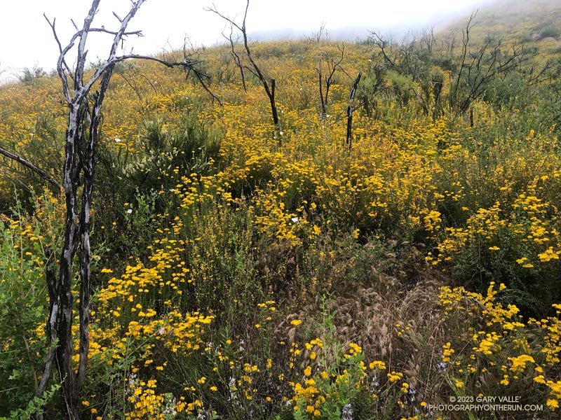 Golden yarrow covers a hillside along the Old Boney Trail segment of the Backbone Trail, below the Chamberlain Trail junction. May 21, 2023.