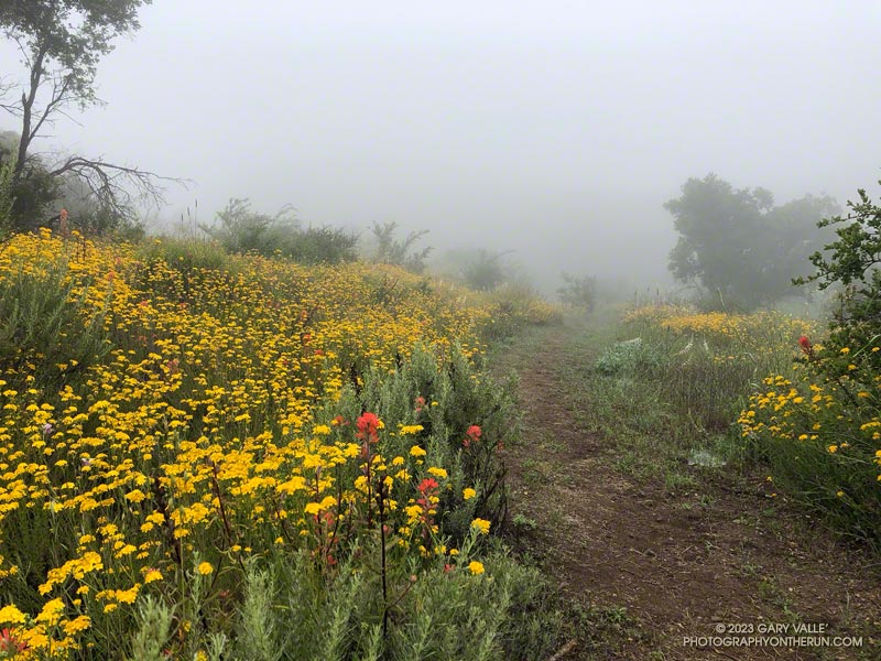 Idyllic section of the Old Boney Trail decorated with golden yarrow and paintbrush. May 21, 2023.