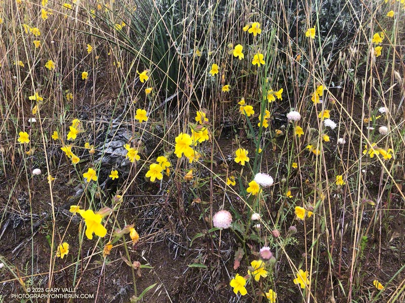 Yellow monkeyflower mixed with a few white pincushion along the Old Boney segment of the Backbone Trail, just below the Chamberlain Trail junction. May 21, 2023.