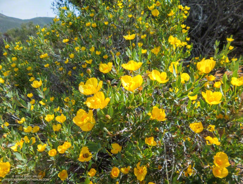 Bush poppies along the PCT. April 19, 2014.