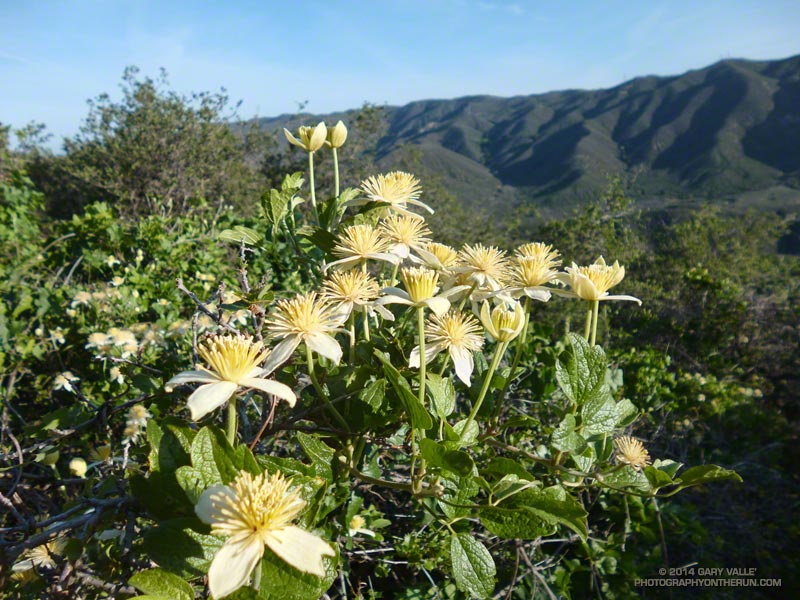 Chaparral clematis. April 19, 2014.