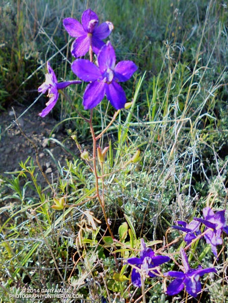 Larkspur. April 19, 2014.