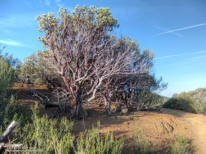 Manzanita on the climb up from Bouquet Canyon. Manzanita was seriously impacted by the drought. April 19, 2014.