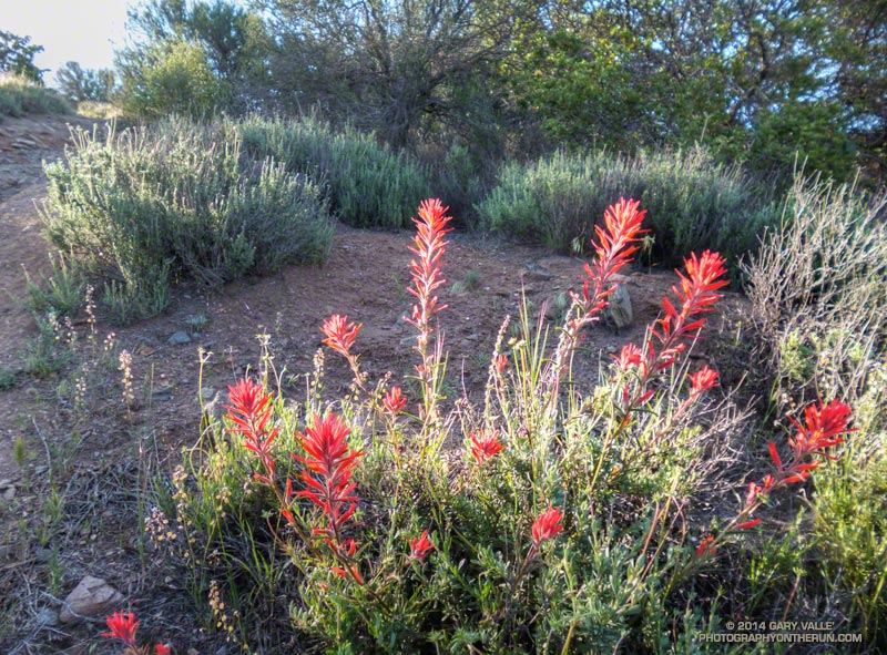 Paintbrush. April 19, 2014.