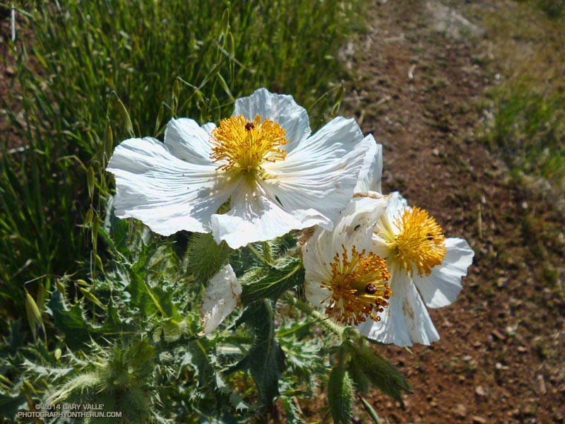 Prickly poppy. April 19, 2014.
