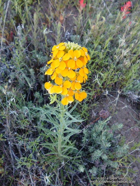 Wallflower. April 19, 2014.