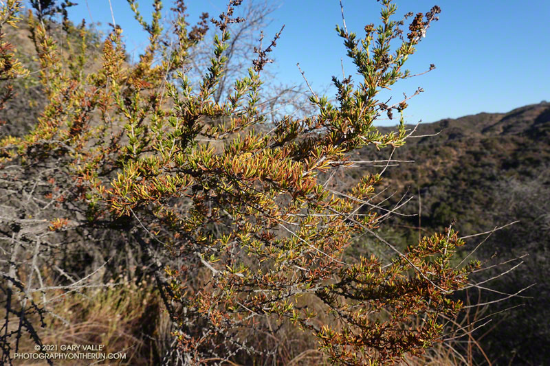 Unusually dry chamise along the Garapito Trail. June 13, 2021.