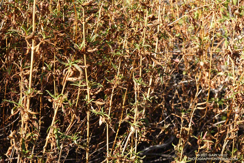 Bush monkeyflower responding to the very dry conditions. June 13, 2021.
