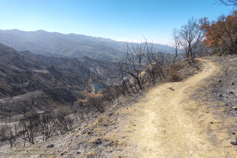 Santa Ynez Canyon. June 13, 2021.