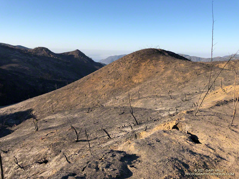 An area of high burn severity along Eagle Springs Fire Road below the Hub. June 27, 2021.