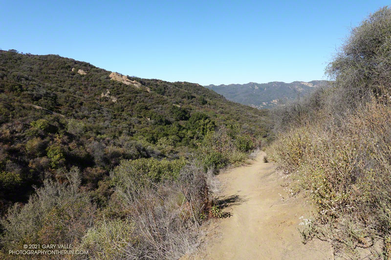 Most of the Musch Trail was not burned in the Palisades Fire. June 13, 2021.