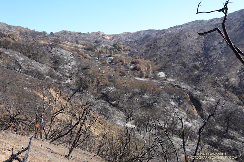 Upper Santa Unez Canyon from the Santa Ynez Canyon Trail. June 13, 2021.