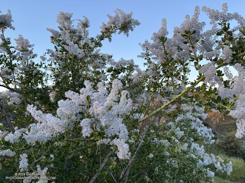 Greenbark Ceanothus (Ceanothus spinosus) blooming along the Cistern Trail. March 24, 2024.