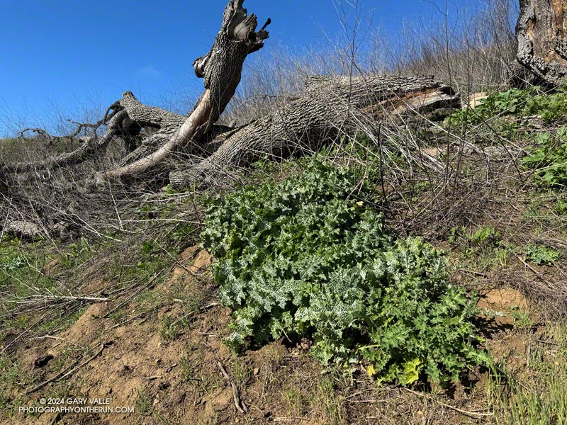 Invasive milk thistle (Silybum marianum) along the Las Virgenes Trail/Fire Road. March 24, 2024. 