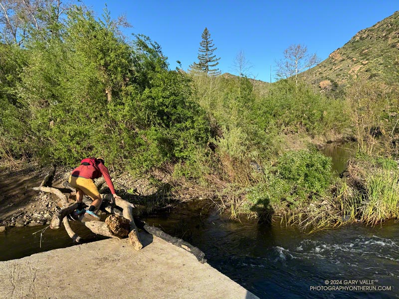 A runner uses a shaky assemblage of logs to cross Malibu Creek. This is the site of the seasonal bridge. March 24, 2024.